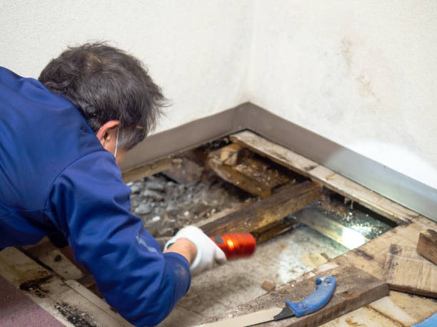 Best Best Mold Removal Companies  in New Roads, LA