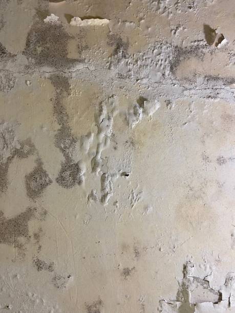 Best Mold Remediation Services  in New Roads, LA
