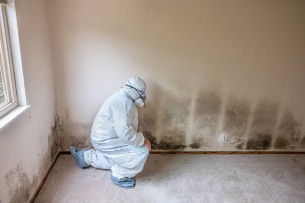 Best Mold Damage Repair  in New Roads, LA
