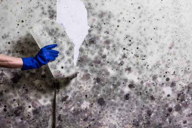 Best Mold Remediation  in New Roads, LA