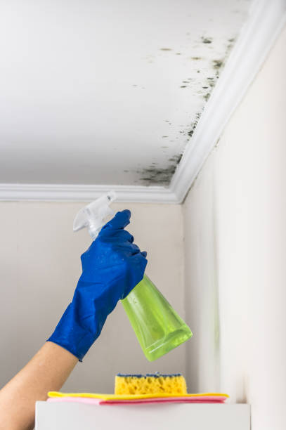 Best Certified Mold Removal  in New Roads, LA
